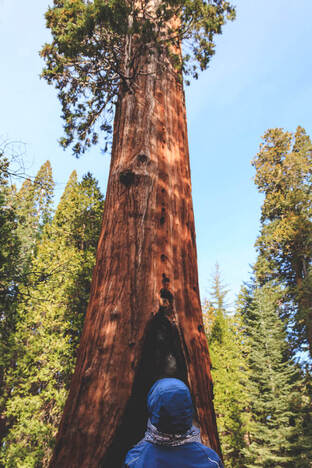 joki sequoia